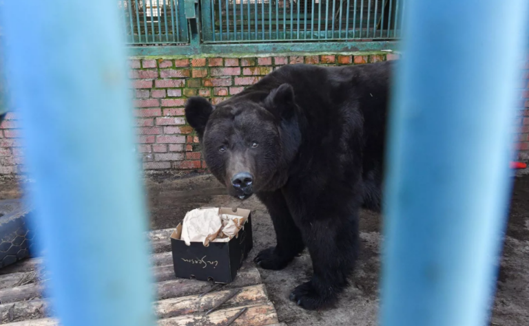В Московском зоопарке животные начали выходить из зимней спячки